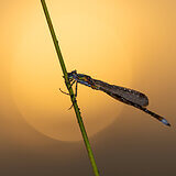 Insects
